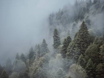 Туман в сочинском лесу