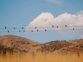 Birds on the wires
